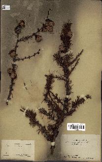 spécimen de Larix kurilensis