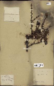 spécimen de Larix kurilensis