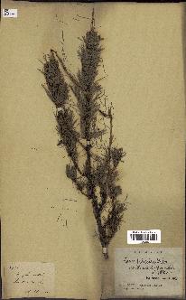 spécimen de Larix dahurica