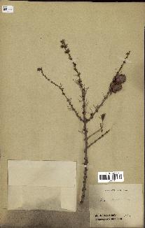 spécimen de Larix dahurica