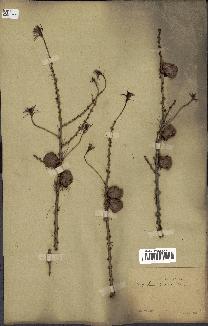 spécimen de Larix dahurica