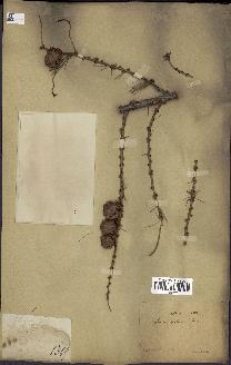 spécimen de Larix dahurica
