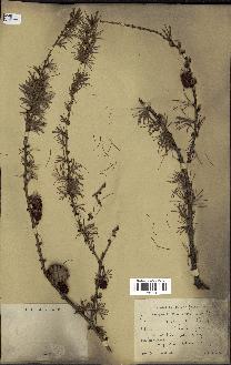 spécimen de Larix dahurica