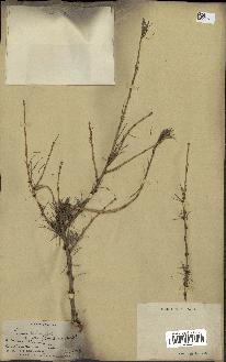 spécimen de Larix dahurica