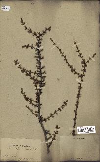 spécimen de Larix dahurica