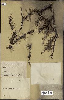 spécimen de Larix dahurica