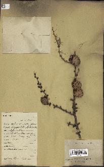 spécimen de Larix dahurica