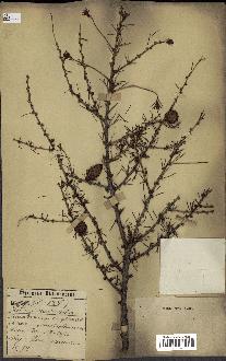 spécimen de Larix dahurica