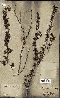 spécimen de Larix dahurica