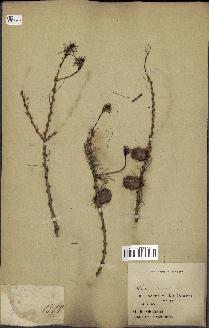 spécimen de Larix dahurica