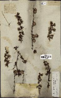 spécimen de Larix dahurica