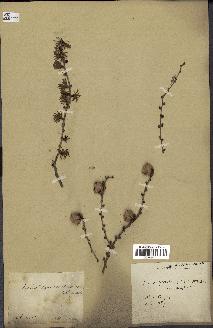 spécimen de Larix dahurica