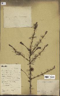 spécimen de Larix dahurica
