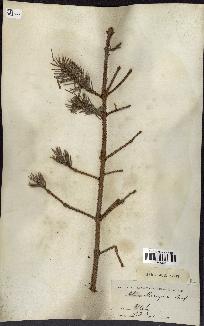 spécimen de Picea sitchensis