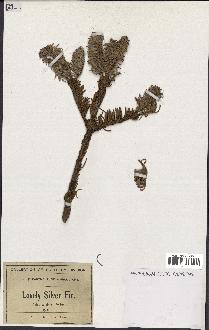 spécimen de Abies amabilis