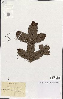 spécimen de Abies numidica