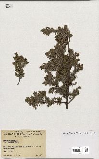 spécimen de Juniperus communis