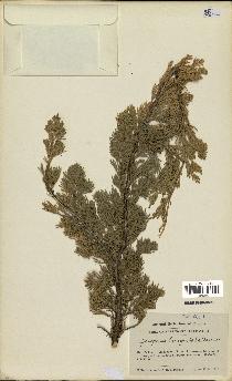 spécimen de Juniperus horizontalis