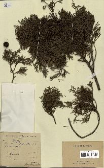 spécimen de Thuja sp.