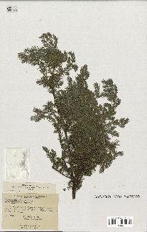 spécimen de Juniperus communis