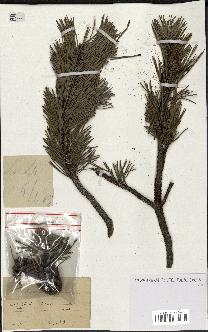 spécimen de Pinus montana