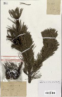 spécimen de Pinus montana