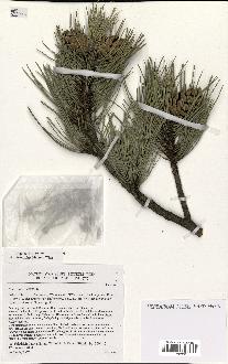 spécimen de Pinus nigra