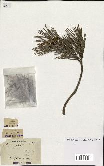 spécimen de Pinus sylvestris