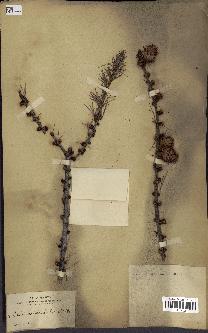 spécimen de Larix occidentalis