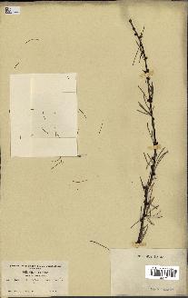 spécimen de Larix lyallii