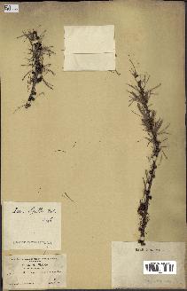spécimen de Larix lyallii