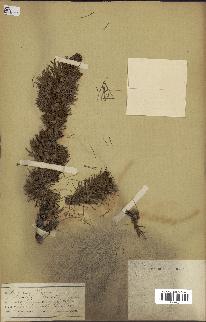 spécimen de Larix lyallii