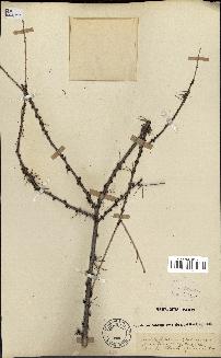 spécimen de Larix laricina