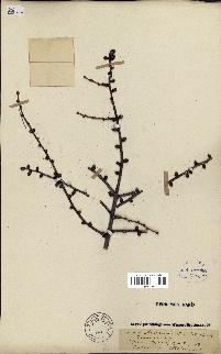 spécimen de Larix laricina