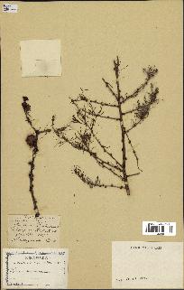 spécimen de Larix laricina