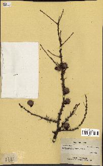 spécimen de Larix laricina