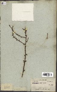 spécimen de Larix laricina