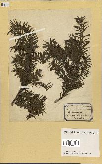 spécimen de Taxus baccata