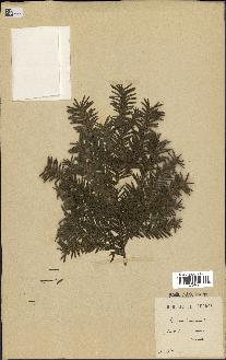 spécimen de Taxus baccata