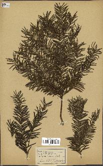 spécimen de Taxus baccata