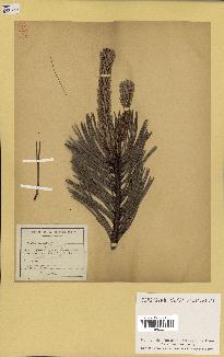 spécimen de Pinus sylvestris