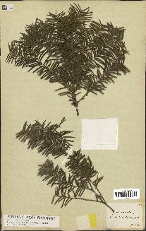 spécimen de Taxus baccata