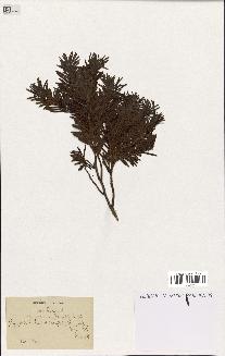 spécimen de Taxus baccata