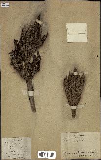 spécimen de Elaeis guineensis