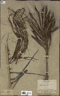 spécimen de Elaeis guineensis