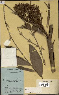 spécimen de Laccosperma sp.