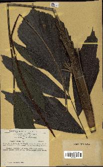 spécimen de Caryota urens
