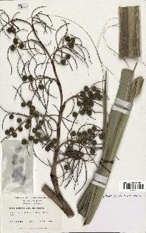 spécimen de Sabal palmetto