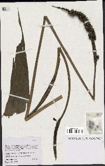 spécimen de indet.