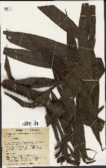 spécimen de Desmoncus sp.